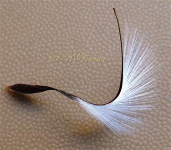  Hairy style(awn)  bearing single mericarp